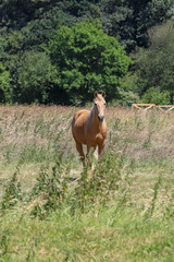 A horse in a wilderness in the countryside