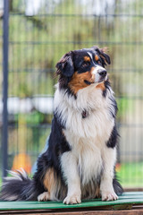 the Australian Shepherd dog