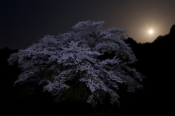 桜に月