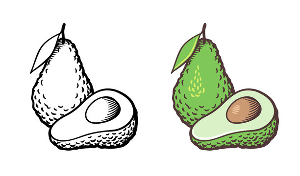 Hand drawn vector illustration of avocado. Whole fruit with leaf, cross section and kernel. Outline and colored version