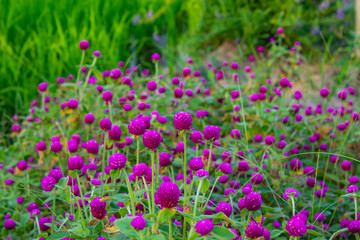 Fototapeta premium Gomphrena globosa On the rice field.