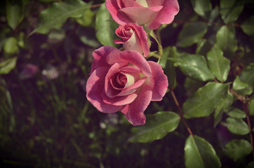 Roses in the garden.