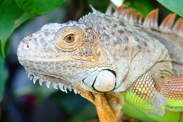 Iguana's