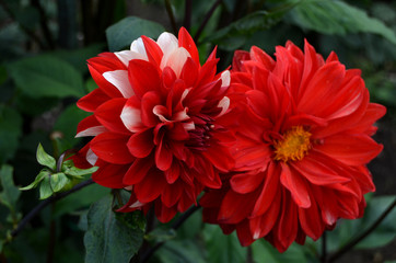 Flowers in the garden