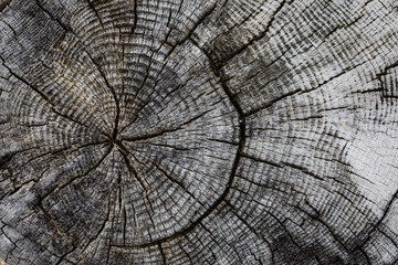 Old cracked tree rings background of an old cut tree background texture