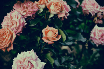 Roses in the garden. Vintage.