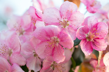 Spring sakura blossom flower twig