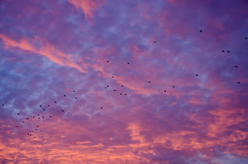Birds in firesky