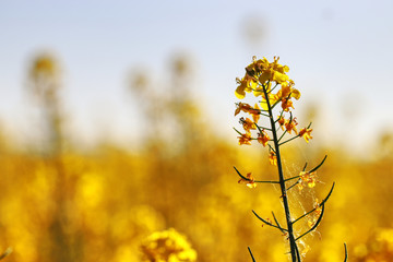 Rapeseed