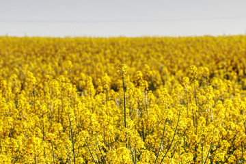Obraz premium Rapeseed