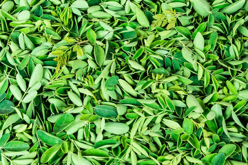 Drumstick greenery leaf collected on a plate close view awesome snap.