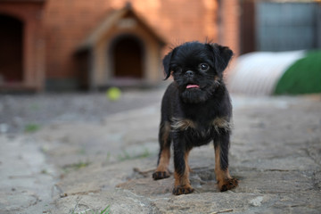 Griffon Baby Dog Garden