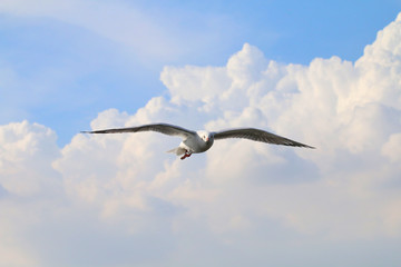 White seagull one flying flare in the sky a beautiful grove, gulls, white poultry in Asia by winter, flying gull