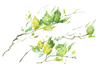 Watercolor drawing, a branch of a birch, an apple-tree, a cherry, a poplar with leaves. Green leaves in the wind. An abstract splash of paint. On white isolated background. Watercolor logo, card.
