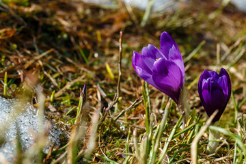 Purple Crocus flowers on spring mountain