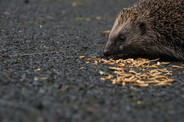 Hedgehog on tarmac eating mealworm