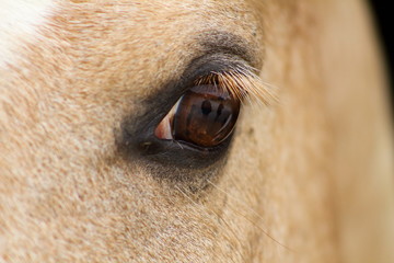 un gros plan sur un oeil de cheval au regard profond ,concurrence aniaml
