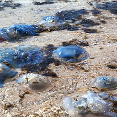 Dead jellyfish (Rhizostoma) washed ashore on sea shore