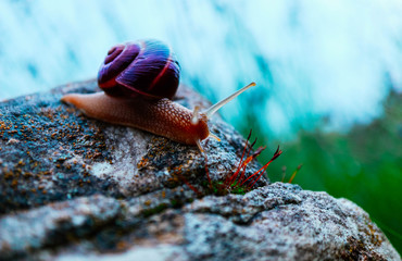 One snail on the natural background, macro view.  Big beautiful helix with spiral shell.