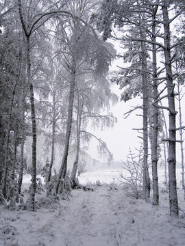 Snowy winter © Alina Stepanyuk