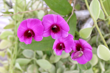 Orchid Purple flowers pink in garden, orchid bloom beautiful natural spring violet