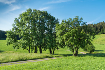Fototapeta premium Eschen