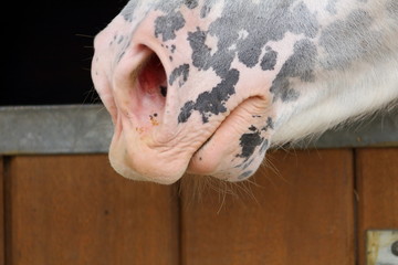un gros plan sur les naseaux rosés d'un cheval blanc tacheté de noir