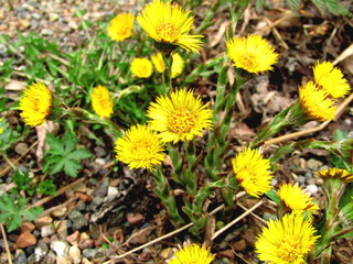 yellow flowers coltsfoot grow coarsely to the ground 