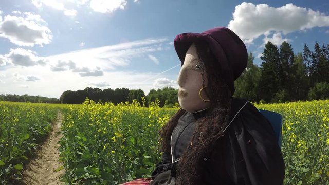 scarecrow with hat on rapeseed field in summer, time lapse


