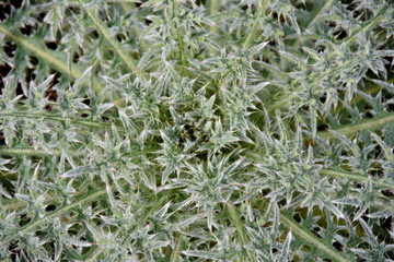 Junge Diestel wächst aus der Erde