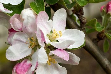Apfelblüten am Zweig