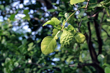 bergamot kaffir, lime on tree and green leaf blurred background