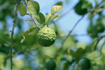 bergamot kaffir, lime on tree and green leaf blurred background