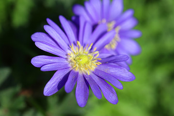 Obraz premium flower