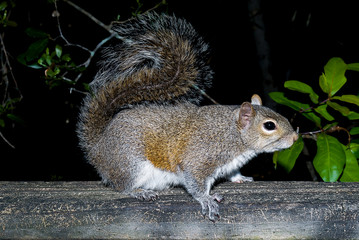 Closeup photo of the eastern grey squirrel. The species name is Sciurus carolinensis. It can be found in woodland and urban areas near oaks and hickories in the east and middle west of USA. 