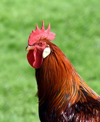 Stolzer Hahn im Garten