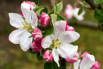 Fototapeta na wymiar Apfelblüten am Zweig