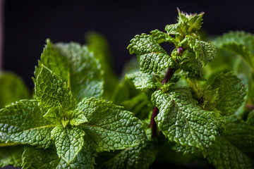 Green mint leaves on a black background. Fresh green leaves. © Kulbabka