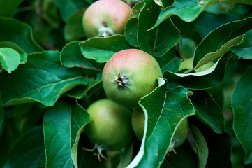 Young apples on a branch. Apple tree in summer. 