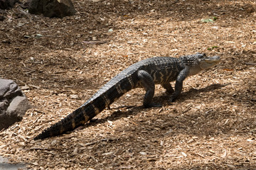 A american alligator in the Australia zoo