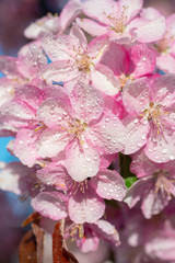 Naklejka na ściany i meble Spring sakura blossom flower twig