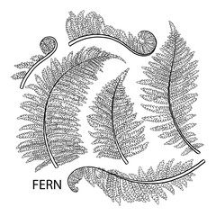 Graphic fern leaves