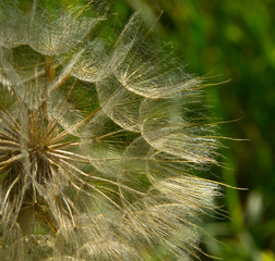 Parachutes seeds salsify on the grass