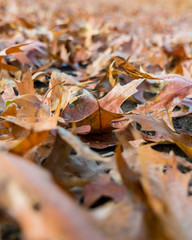Fall Leaves