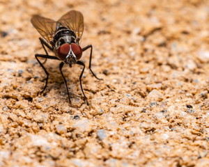 Fly on stone