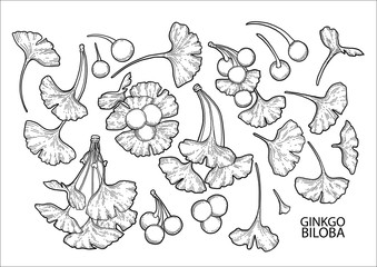 Graphic ginkgo biloba branches