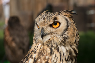 Beautiful owl bird