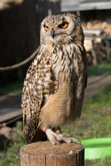 Beautiful owl bird