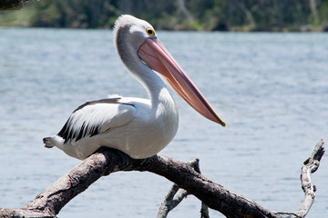 Fototapeta na wymiar Australian pelican on the twig in the wilderness