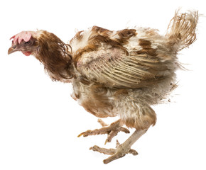 layers - hen from intensive  indoor farming - animal protection concept